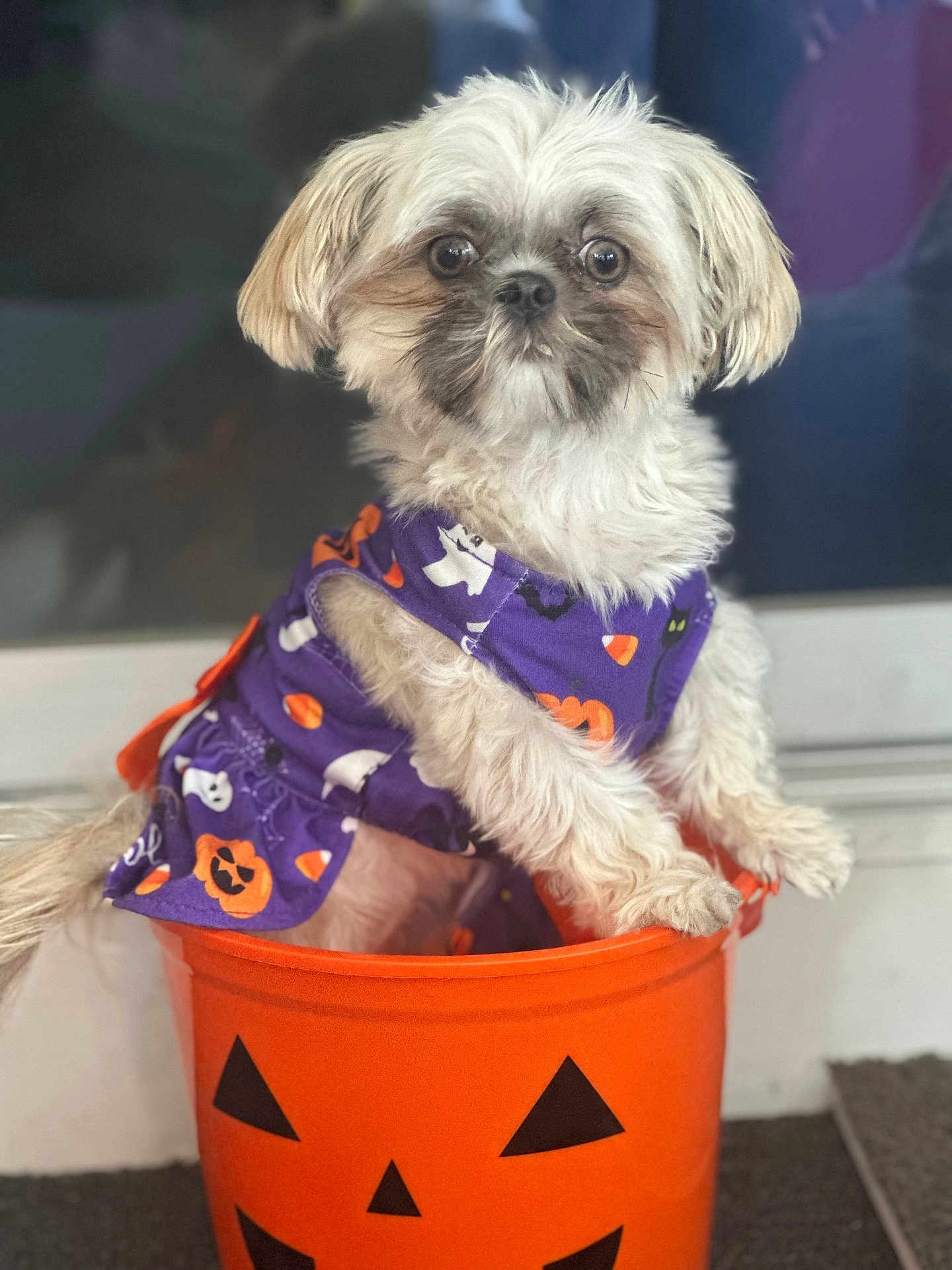 Channel is registered to the contest to win money with this photo: dog, puppy, small_dog, fluffy, costume, halloween, jack_o_lantern, orange_bucket, purple_dress, cute, pet, indoor, portrait, looking, white_dog, decor, holiday, seasonal, animal, sitting