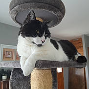 Félix a rejoint le concours — aidez-le/la à gagner de superbes lots ! cat, black_and_white, cat_tree, indoor, feline, pet, relaxed, animal, fur, whiskers, home, window, door, wood, plant, furniture, cozy, resting, portrait, domestic