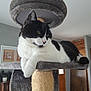 cat, black_and_white, cat_tree, indoor, feline, pet, relaxed, animal, fur, whiskers, home, window, door, wood, plant, furniture, cozy, resting, portrait, domestic