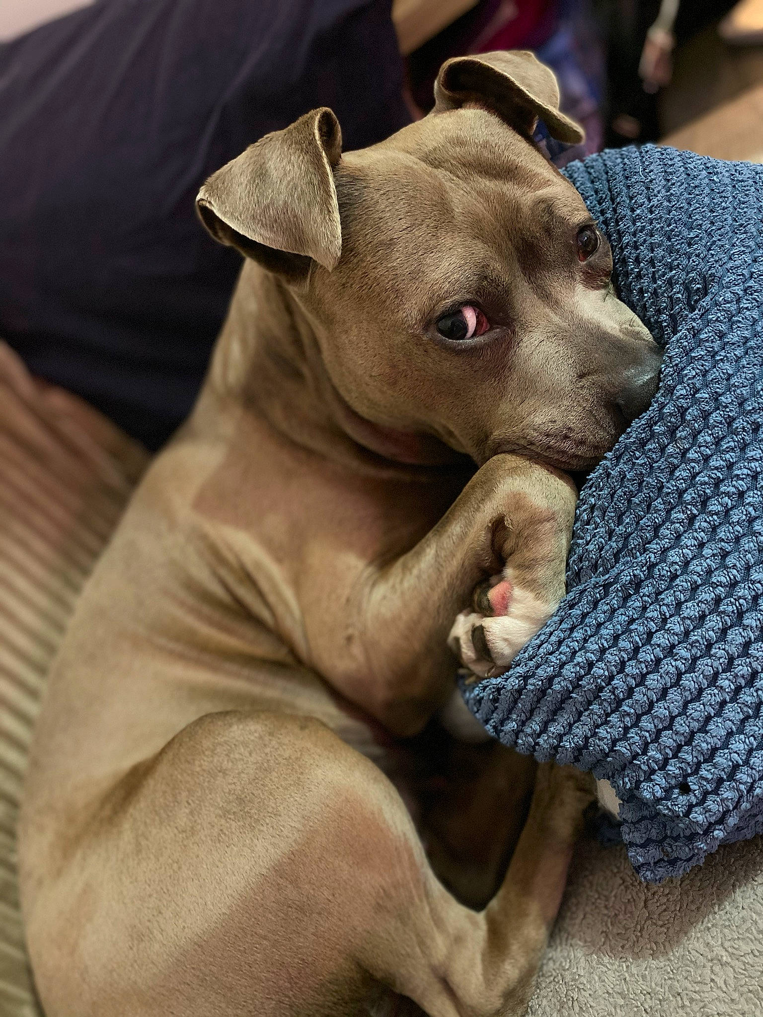 Loka a rejoint le concours — aidez-le/la à gagner de superbes lots ! american_pit_bull_terrier, american_staffordshire_terrier, canidae, carnivore, companion_dog, dog, dog_breed, ear, fawn, mammal, non_sporting_group, pit_bull, puppy, snout, sporting_group, thai_ridgeback, vertebrate