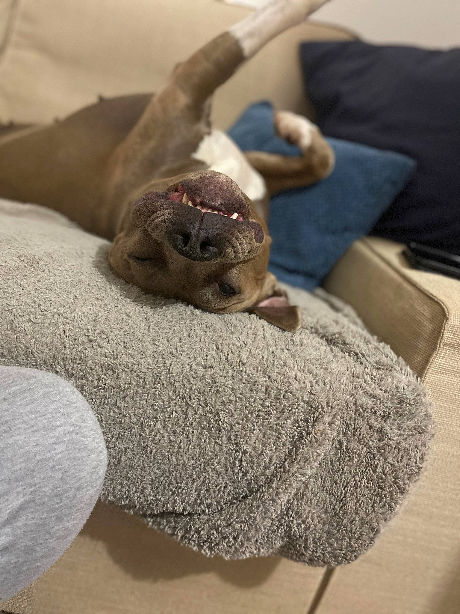 Loka participe au concours pour gagner de l'argent avec cette photo : canidae, carnivore, comfort, dog, dog_breed, fawn, nap, non_sporting_group, puppy, sporting_group, weimaraner