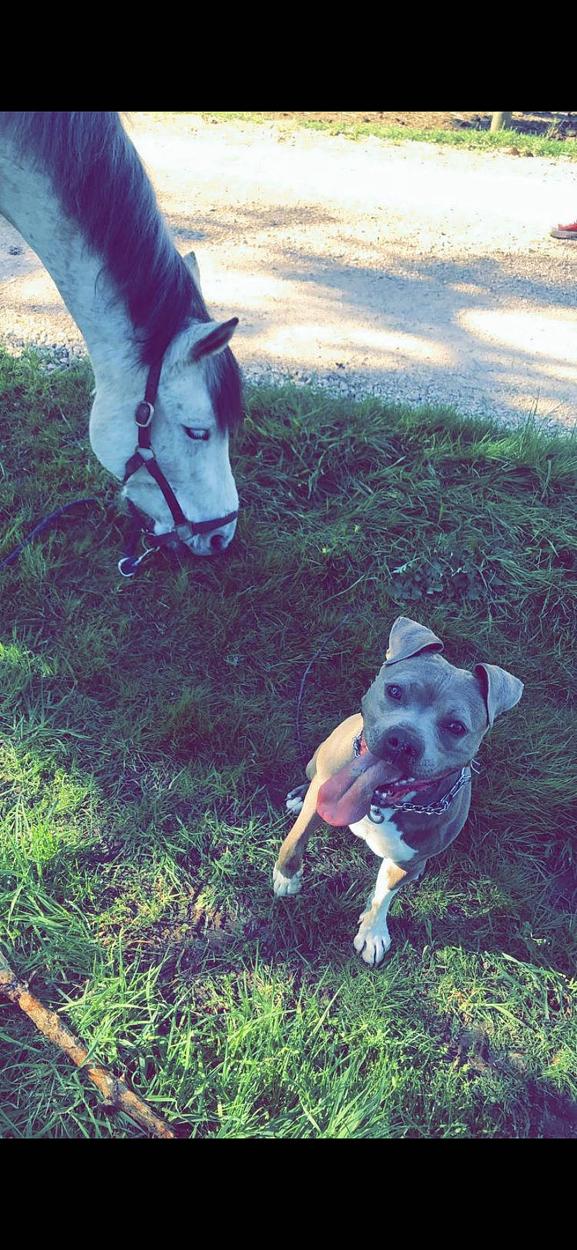 Loka participe au concours pour gagner de l'argent avec cette photo : american_pit_bull_terrier, american_staffordshire_terrier, canidae, carnivore, dog, dog_breed, dog_walking, ear, fawn, grass, non_sporting_group, pit_bull, sky, sporting_group, tail