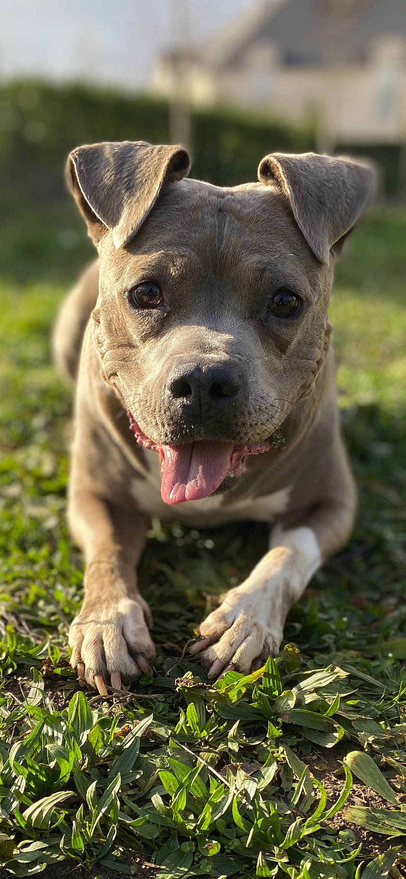 Loka participe au concours pour gagner de l'argent avec cette photo : alaunt, american_pit_bull_terrier, american_staffordshire_terrier, bull_and_terrier, canidae, carnivore, catahoula_bulldog, companion_dog, dog, dog_breed, fawn, grass, mammal, non_sporting_group, pit_bull, puppy, rare_breed_dog, snout, staffordshire_bull_terrier, vertebrate