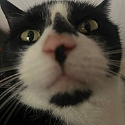 Koi is registered to the contest to win money with this photo: cat, tuxedo_cat, close_up, face, whiskers, yellow_eyes, pink_nose, fur, black_and_white, pet, animal, curious, indoor, portrait, cute, feline, muzzle, nose, closeup