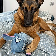 Maddy a rejoint le concours — aidez-le/la à gagner de superbes lots ! dog, german_shepherd, bed, toy, plush_toy, indoor, pet, lying_down, brown_fur, black_fur, ears_up, comforter, patterned_bedding, paw, animal, cute, looking_at_camera, cozy, resting, household