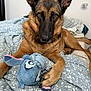 dog, german_shepherd, bed, toy, plush_toy, indoor, pet, lying_down, brown_fur, black_fur, ears_up, comforter, patterned_bedding, paw, animal, cute, looking_at_camera, cozy, resting, household