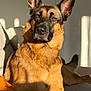 Maddy participe au concours pour gagner de l'argent avec cette photo : dog, german_shepherd, pet, animal, couch, sunlight, indoor, relaxed, brown_fur, ears_up, portrait, canine, furniture, domestic_animal, warm_light, resting, companion, home, cute, alert