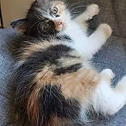 Queen a rejoint le concours — aidez-le/la à gagner de superbes lots ! animal, calico, cat, chair, cozy, cute, feline, fluffy, fur, gray, indoor, kitten, looking, pet, relaxed, resting, small, tail, whiskers, young