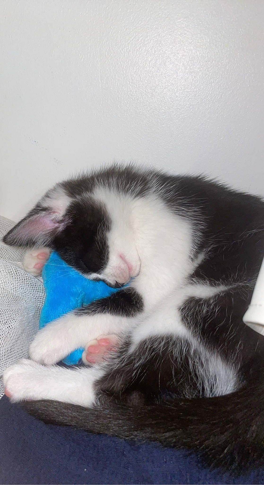 Tigrou participe au concours pour gagner de l'argent avec cette photo : carnivore, cat, cat_supply, claw, comfort, domestic_short_haired_cat, felidae, foot, fur, lamp, paw, small_to_medium_sized_cats, snout, tail, whiskers