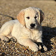 Vicci a rejoint le concours — aidez-le/la à gagner de superbes lots ! dog, puppy, golden_retriever, outdoor, sunlight, pebbles, leash, paw, fur, cute, animal, pet, laying_down, close_up, young, adorable, nature, portrait, resting, daylight