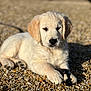 dog, puppy, golden_retriever, outdoor, sunlight, pebbles, leash, paw, fur, cute, animal, pet, laying_down, close_up, young, adorable, nature, portrait, resting, daylight