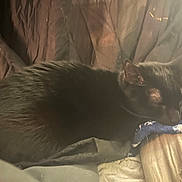 Franklin Flash is registered to the contest to win money with this photo: black_cat, sleeping, blanket, soft_texture, cozy, indoor, resting, fur, animal, pet, quiet, comfort, relaxation, dark_background, warm, close_up, feline, cute, peaceful, lying_down