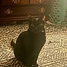animal, black_cat, cat, cozy, curious, eyes, floor, furniture, home, indoor, laundry_basket, patterned_rug, pet, room, rug, sitting, teal, warm_lighting, wood_floor, wooden_dresser