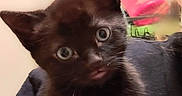 Franklin Flash joined the competition — help win amazing prizes! animal, black_cat, closeup, curious, cute, domestic, eyes, face, feline, fur, hand, holding, indoor, kitten, person, pet, portrait, small, whiskers, young