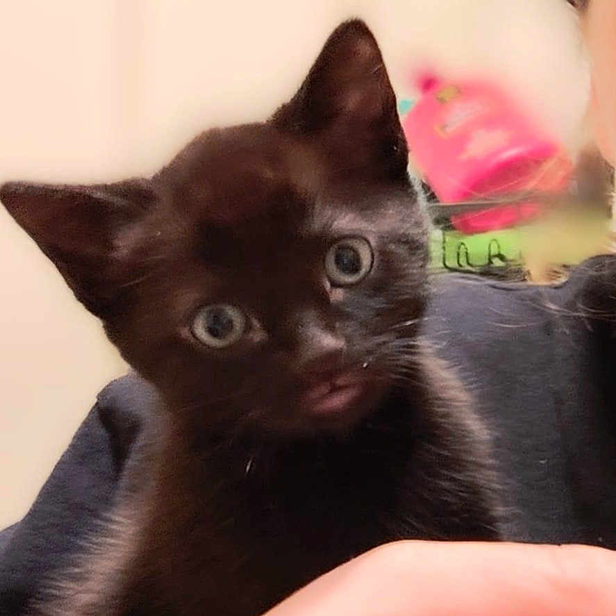 Franklin Flash joined the competition — help win amazing prizes! black_cat, kitten, pet, animal, cute, young, indoor, person, hand, holding, fur, eyes, face, portrait, domestic, curious, closeup, feline, whiskers, small