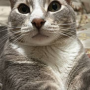 Linus Goku is registered to the contest to win money with this photo: animal, bed, cat, close_up, closeup, cozy, curious, cute, domestic_cat, feline, gray_cat, indoor, looking_at_camera, pet, portrait, relaxed, soft_fur, whiskers, white_fur, wide_eyes