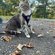 Linus Goku is registered to the contest to win money with this photo: animal, asphalt, autumn, cat, curious, daylight, fall, feline, gray_cat, ground, harness, leaves, nature, outdoor, park, pet, side_view, sitting, trees, white_paws