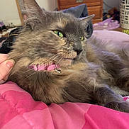 Snoopi Mischief joined the competition — help win amazing prizes! bed, bedroom, bell, blanket, cat, close_up, collar, cozy, dresser, feline, fur, green_eyes, human_hand, indoor, laundry_basket, paw, pet, pink, portrait, whiskers