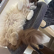 Snowball is registered to the contest to win money with this photo: cat, fluffy, relaxed, sleepy, paws, tail, cat_tree, indoor, furniture, cozy, pet, animal, home, curled_up, white, brown, soft, resting, cute, fur
