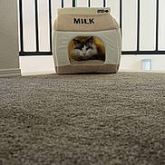 Snowball is registered to the contest to win money with this photo: animal, carpet, cat, comfort, cozy, cute, domestic, feline, home, household, indoor, milk_carton_bed, pet, plush, railing, relaxed, resting, sleepy, small_space, soft