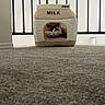 animal, carpet, cat, comfort, cozy, cute, domestic, feline, home, household, indoor, milk_carton_bed, pet, plush, railing, relaxed, resting, sleepy, small_space, soft