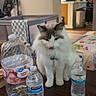 Snowball is registered to the contest to win money with this photo: animal, baby_bottle, cat, cute, domestic_cat, fluffy_cat, furniture, gray_cat, home, household, indoor, kitchen, pet, plastic_bottle, playpen, table, tongue_out, water_bottle, white_cat, wooden_table