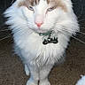 cat, fluffy, white_fur, brown_fur, collar, bell, pet_tag, carpet, indoor, animal, feline, whiskers, close_up, cute, domestic_animal, looking_up, four_legs, soft_fur, relaxed, house_pet
