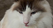 Snowball is registered to the contest to win money with this photo: animal, blue_eyes, brown, carpet, cat, closeup, cute, domestic, ears, feline, fluffy, house, indoor, pet, portrait, sitting, soft_fur, tongue_out, whiskers, white