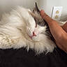 Snowball is registered to the contest to win money with this photo: cat, sleeping, fluffy, pet, hand, indoor, white, gray, relaxed, cozy, fur, cute, domestic, animal, closeup, napping, resting, human_hand, black_surface, wall_outlet