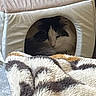 animal, blanket, cat, cat_house, comfort, cozy, cute, domestic, fabric, fur, furry, home, indoor, patterned_blanket, peek, pet, resting, sleepy, small_space, soft