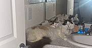 Dell joined the competition — help win amazing prizes! animal, bathroom, cabinet, cat, cats, countertop, curious, domestic_cat, door, feline, flash, fluffy, indoor, mirror, pet, reflection, resting, room, sink, wooden_cabinet