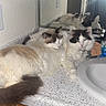 Dell joined the competition — help win amazing prizes! bathroom, black, brown, cat, cats, countertop, cozy, domestic_animal, feline, fluffy, fur, indoor, mirror, pet, reflection, relaxed, resting, sink, white, wooden_cabinet