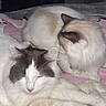animal, blanket, brown_markings, cat, companion, cozy, cute, domestic_cat, fluffy, fur, indoor, pet, pink_knitted, relaxed, resting, sleepy, soft_texture, two_cats, whiskers, white_fur
