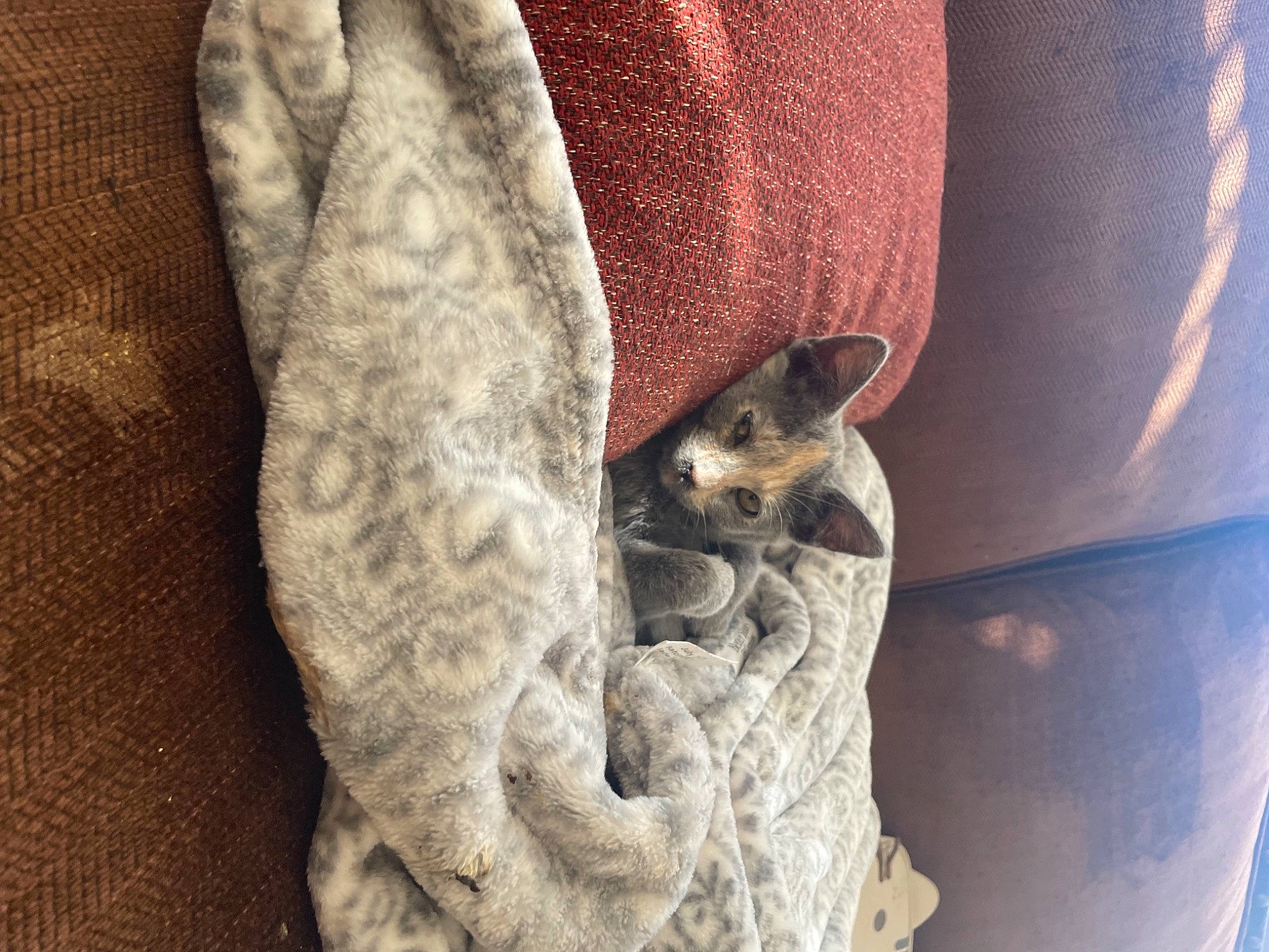 Stripe joined the competition — help win amazing prizes! claw, close_up, fawn, felidae, fur, grey, human_leg, military_camouflage, pattern, small_to_medium_sized_cats, snout, tail, terrestrial_animal, textile, tree, trunk, whiskers, wildlife, window, wood