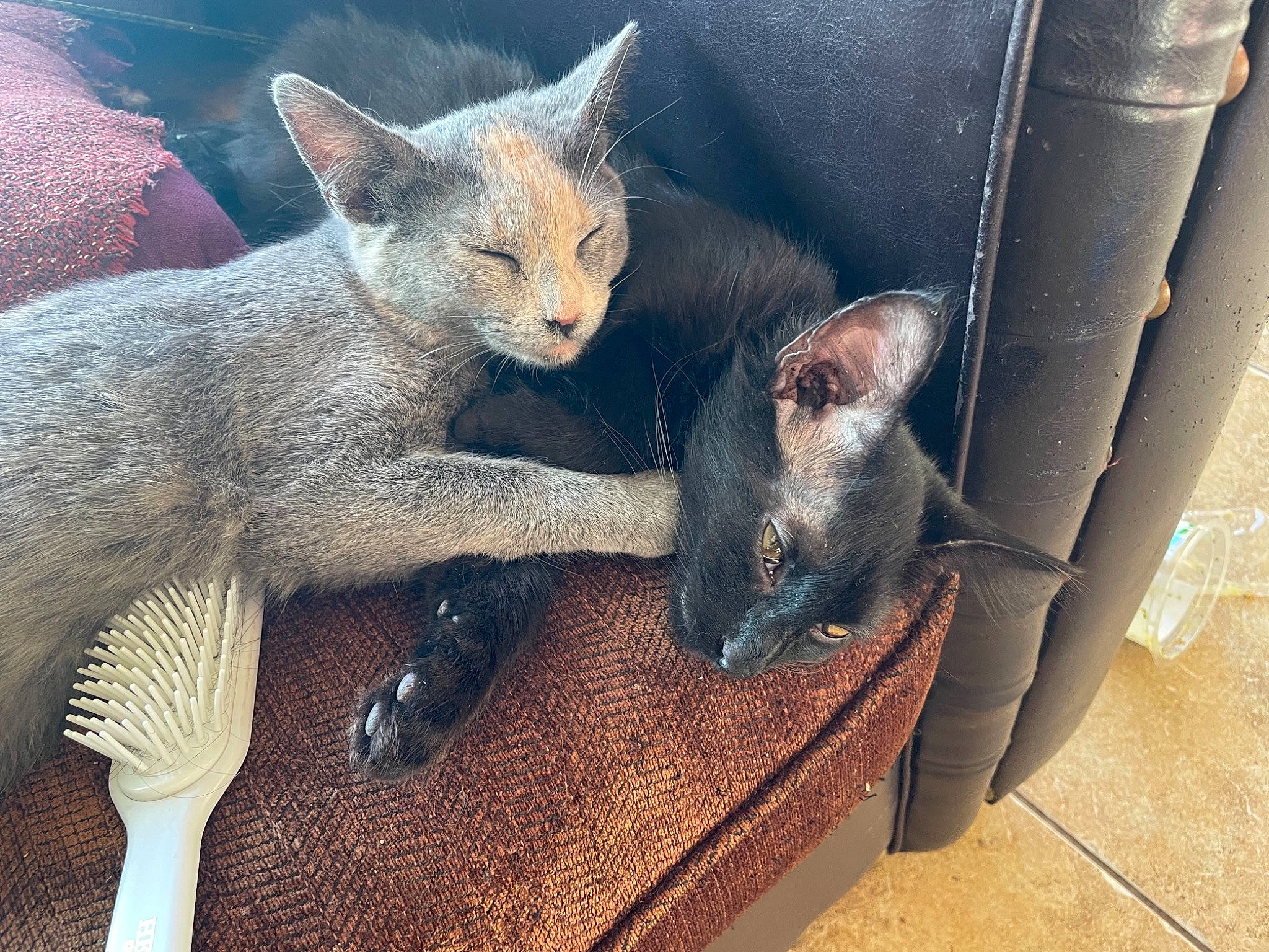 Stripe is registered to the contest to win money with this photo: carnivore, cat, cat_supply, claw, comfort, domestic_short_haired_cat, fawn, felidae, fur, grey, kitchen_utensil, mammal, nap, small_to_medium_sized_cats, snout, tail, terrestrial_animal, vertebrate, whiskers, window