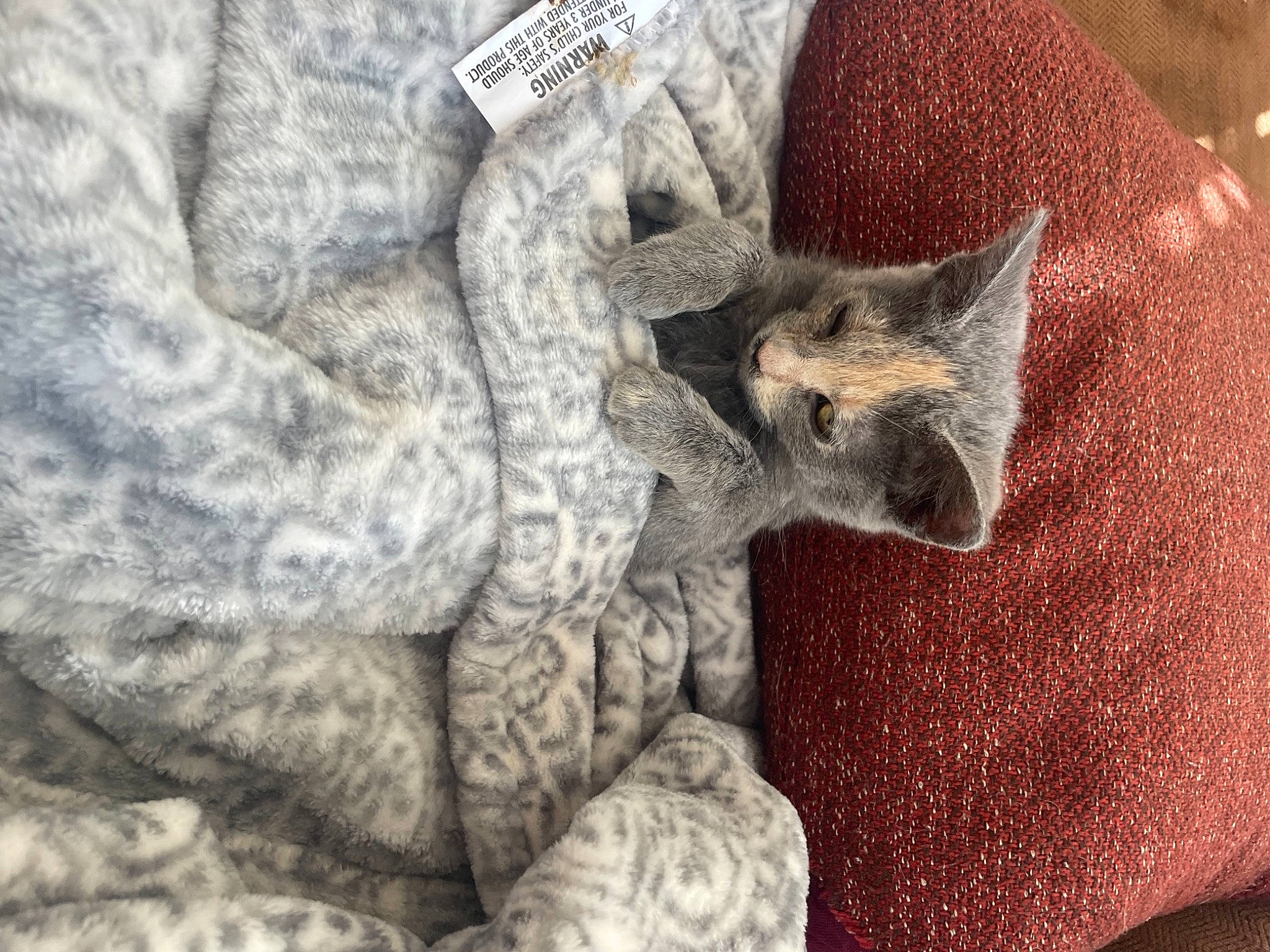 Stripe joined the competition — help win amazing prizes! canidae, carmine, carnivore, cat, claw, comfort, domestic_short_haired_cat, ear, felidae, fur, gesture, grey, pattern, paw, sleeve, small_to_medium_sized_cats, snout, whiskers, wrinkle