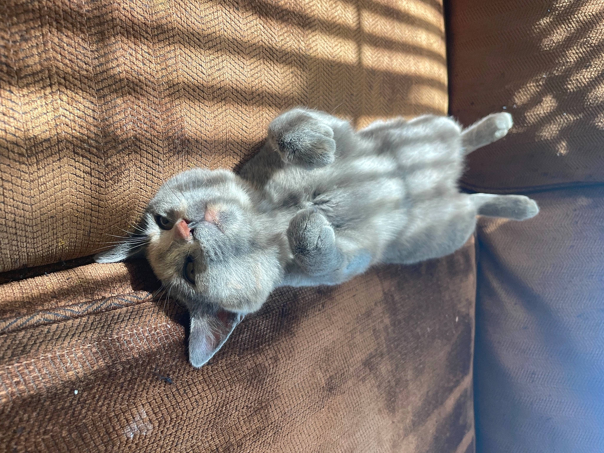 Stripe is registered to the contest to win money with this photo: art, canidae, carnivore, cat, claw, dog_breed, domestic_short_haired_cat, felidae, fur, grey, paw, pigeons_and_doves, small_to_medium_sized_cats, snout, sporting_group, tail, thread, whiskers, wood, wool