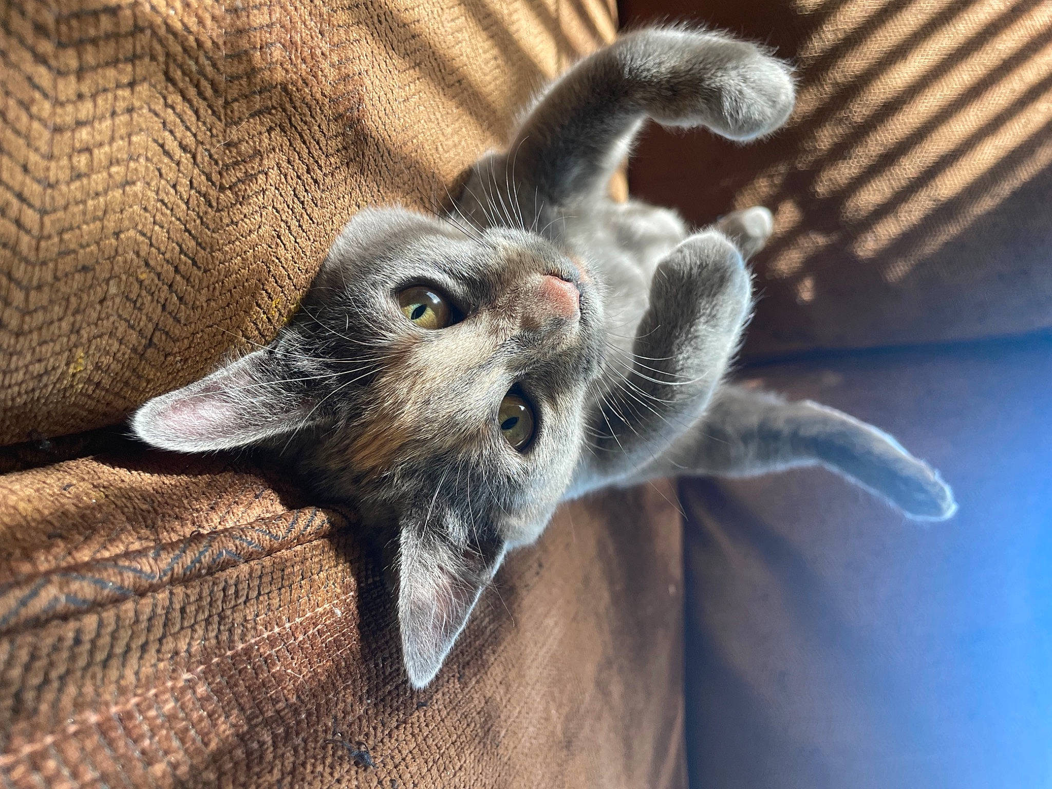 Stripe is registered to the contest to win money with this photo: canidae, carnivore, cat, claw, comfort, dog_breed, domestic_short_haired_cat, ear, fawn, felidae, fur, grey, paw, small_to_medium_sized_cats, snout, sporting_group, tail, terrestrial_animal, whiskers, working_animal