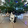 Séraphina participe au concours pour gagner de l'argent avec cette photo : cat, christmas_tree, ornament, lights, indoor, tile_floor, holiday, decorations, pet, feline, festive, greenery, white_wall, cute, sitting, animal, celebration, tree_trunk, floor, seasonal