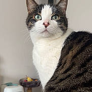 Séraphina participe au concours pour gagner de l'argent avec cette photo : cat, tabby, indoor, pet, animal, fur, whiskers, green_eyes, close_up, portrait, feline, domestic_cat, home, litter_box, scratching_post, floor, tile, cute, looking, sitting