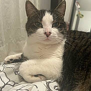 Séraphina participe au concours pour gagner de l'argent avec cette photo : animal, bedroom, blanket, calm, cat, close_up, cozy, cute, domestic_cat, ears, feline, fur, indoor, paws, pet, portrait, resting, tabby, whiskers, white_fur