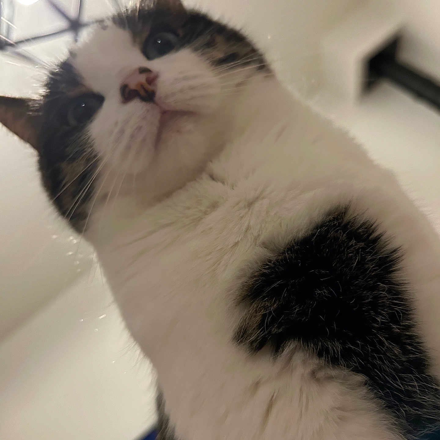 Séraphina a rejoint le concours — aidez-le/la à gagner de superbes lots ! animal, black, cat, close_up, curious, domestic_cat, ears, face, feline, fluffy, fur, household, indoor, looking_down, low_angle, pet, portrait, soft_light, whiskers, white