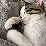 cat, sleeping, tabby, white_fur, paw, blanket, cozy, cute, pet, fur, animal, resting, indoor, closeup, soft, whiskers, ear, relaxed, comfort, adorable