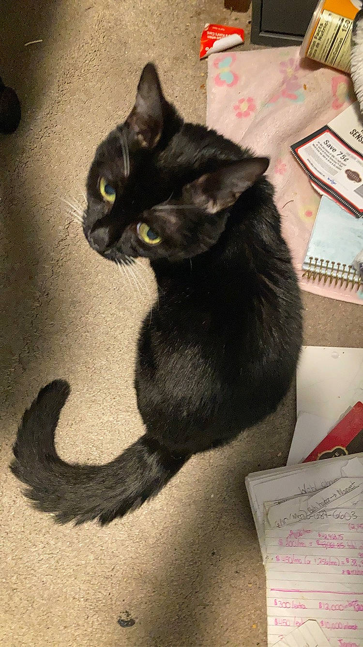 Midnight is registered to the contest to win money with this photo: black_cat, bombay, carnivore, cat, claw, domestic_short_haired_cat, felidae, fur, havana_brown, paper_product, paw, shadow, sitting, small_to_medium_sized_cats, snout, tail, terrestrial_animal, whiskers