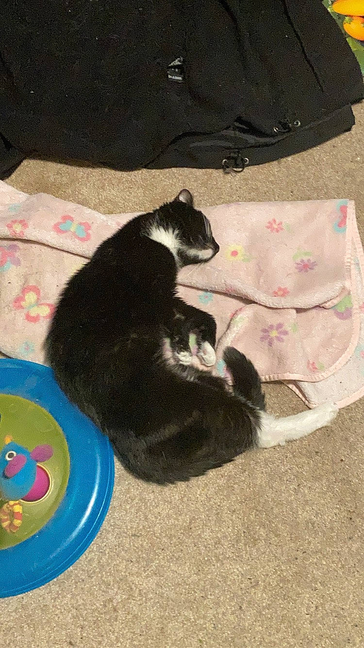 Midnight joined the competition — help win amazing prizes! bag, carnivore, cat, cat_supply, comfort, dog_breed, domestic_short_haired_cat, felidae, fur, linens, paw, small_to_medium_sized_cats, tail, whiskers