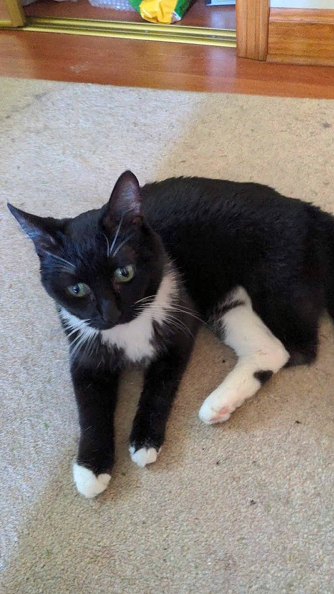 Midnight joined the competition — help win amazing prizes! black_cat, carnivore, cat, claw, dog_breed, domestic_short_haired_cat, felidae, flooring, foot, fur, hardwood, human_leg, mammal, paw, small_to_medium_sized_cats, snout, tail, terrestrial_animal, whiskers