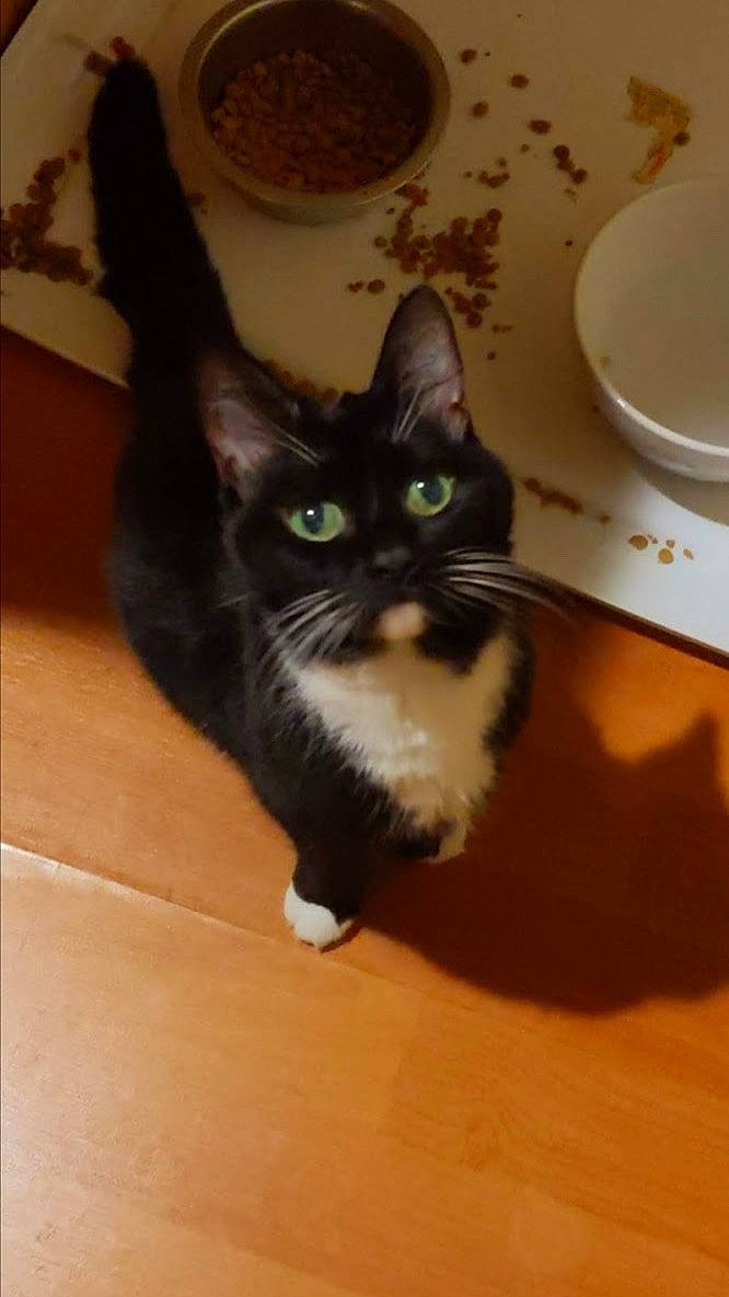 Midnight joined the competition — help win amazing prizes! black_cat, box, cardboard, carnivore, cat, dishware, domestic_short_haired_cat, felidae, floor, flooring, fur, hardwood, plate, serveware, small_to_medium_sized_cats, snout, tableware, tail, whiskers, wood