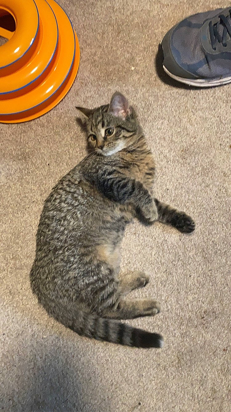 Jasmine is registered to the contest to win money with this photo: asphalt, automotive_tire, carnivore, cat, claw, domestic_short_haired_cat, door, felidae, flooring, fur, grey, paw, road_surface, sitting, small_to_medium_sized_cats, snout, tail, terrestrial_animal, whiskers, wood