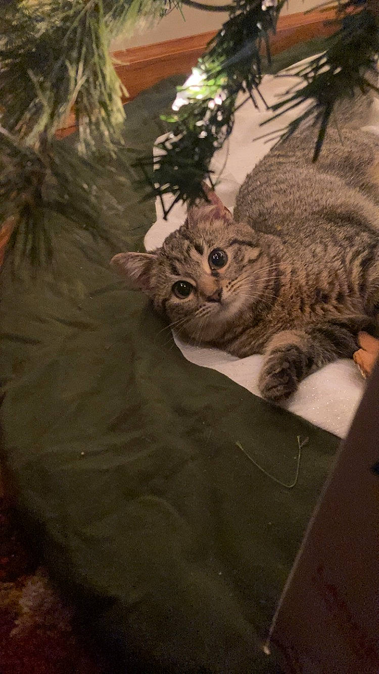 Jasmine joined the competition — help win amazing prizes! art, carnivore, cat, domestic_short_haired_cat, event, fawn, felidae, fur, grass, plant, small_to_medium_sized_cats, snout, tail, terrestrial_animal, tree, trunk, twig, whiskers, wildlife, wood