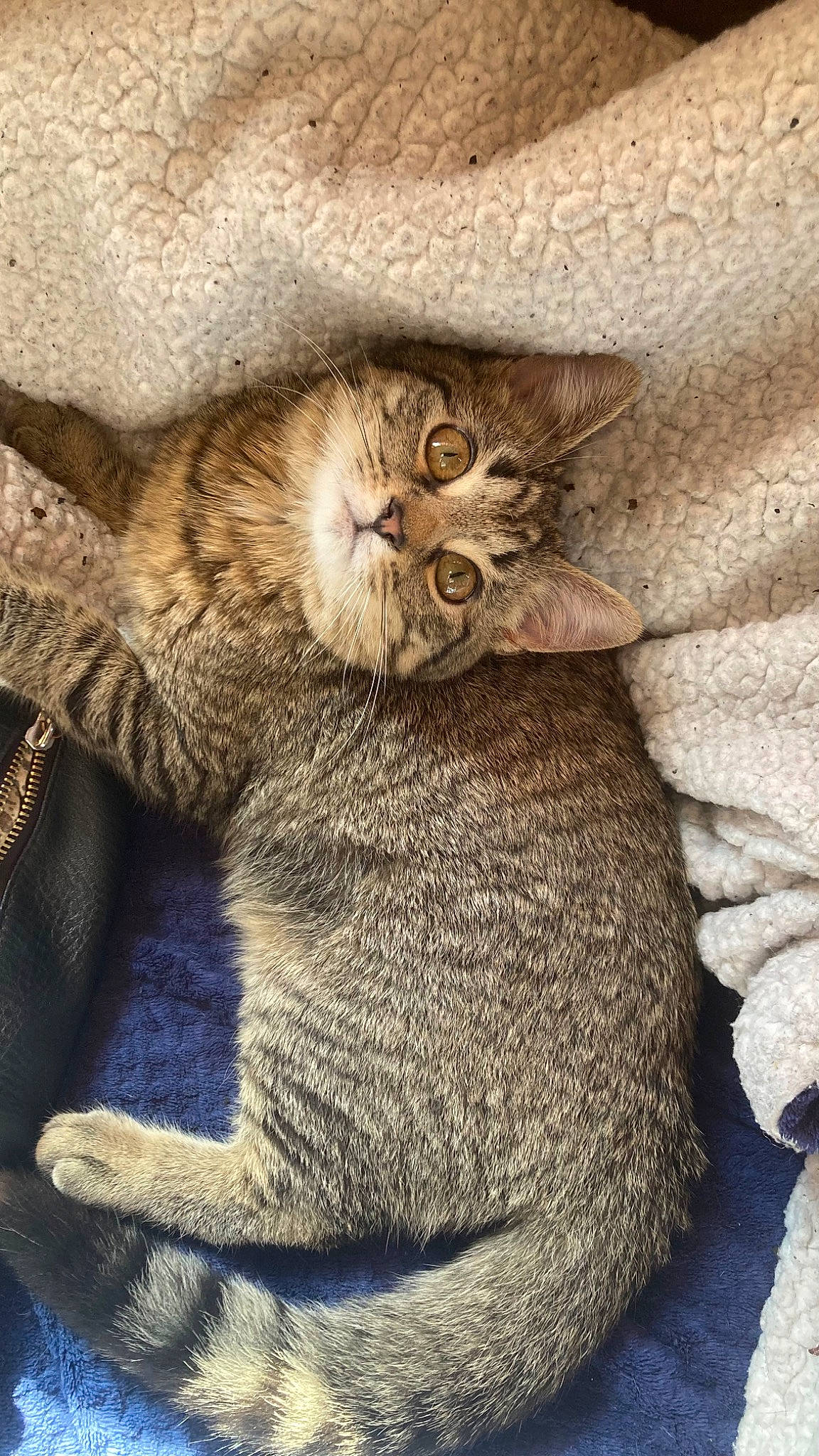 Jasmine joined the competition — help win amazing prizes! carnivore, cat, claw, close_up, comfort, domestic_short_haired_cat, electric_blue, fawn, felidae, fur, grey, nap, paw, sleep, small_to_medium_sized_cats, snout, tail, terrestrial_animal, whiskers, wildlife